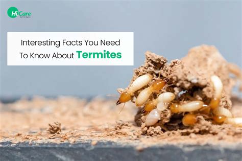 6 Interesting Facts About Termites Hicare