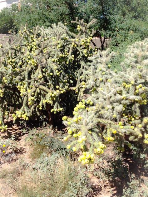 From some research, i think it may be a prickly pear cactus, its been living outside now for at. Chain Fruit Cholla - Cactus Jungle
