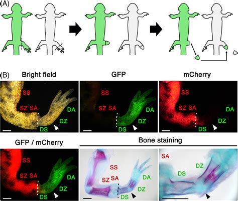 Newts Can Normalize Duplicated Proximaldistal Disorder During Limb