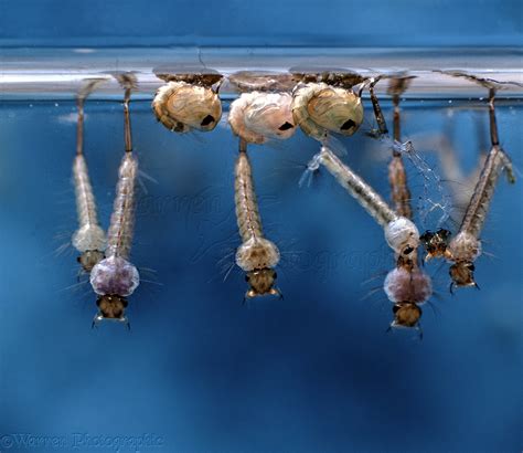 Mosquito Larvae And Pupae Photo Wp04854