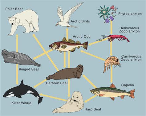 Food Chains And Food Webs Read Life Science Ck 12