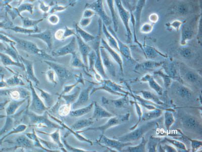 Ovary Histology Ovary Cells Chinese Hamster Cell Culture
