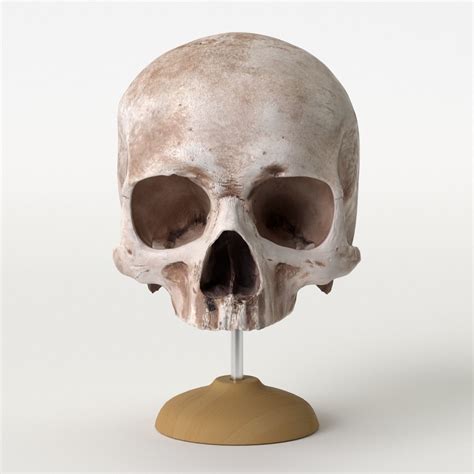 Real madrid is the most successful club in the history of football. Real human skull with base 3D | CGTrader