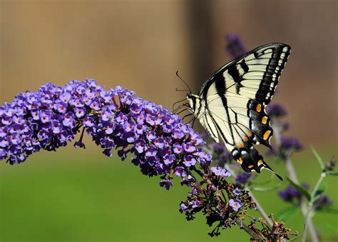 Purple And Yellow Butterfly From Tazewell Tn Prints Avail Flickr