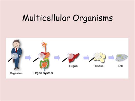 Multi Cell Organism