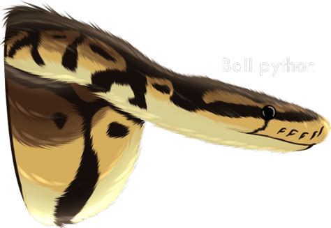 Hognose Snake On Tumblr