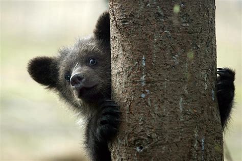 Rescuing Orphan Bear Cubs 12 Pics
