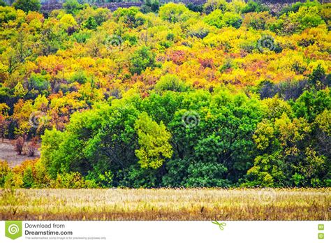 Autumn Landscape Yellowing Trees Nature Background Stock Image