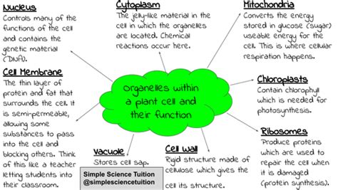 Plant Cell Organelles Mind Map Teaching Resources