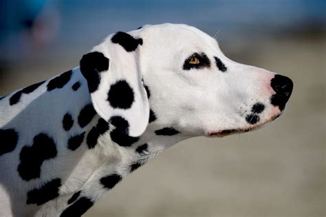 Dalmatian Dog Breed Information And Characteristics Daily Paws