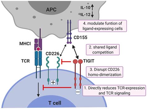 Frontiers Tigit The Next Step Towards Successful Combination Immune
