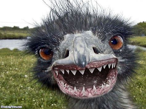 It will be published if it complies with the content rules and our moderators approve it. Emu Shark Pictures