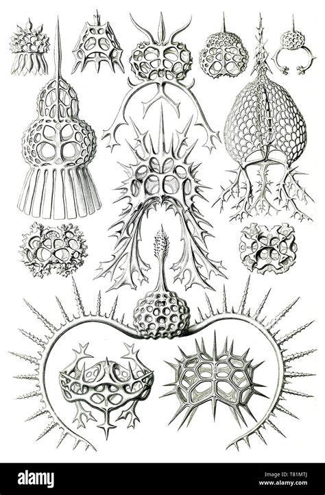Ernst Haeckel Protozoa Radiolaria Stock Photo Alamy