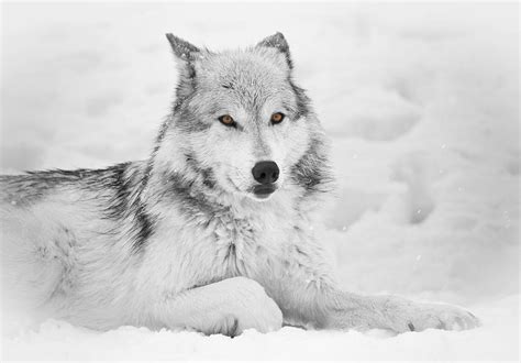 Grey Wolf In Snow With Eye Glow Photograph By Athena Mckinzie