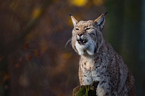 Animal Lynx Hd Wallpaper