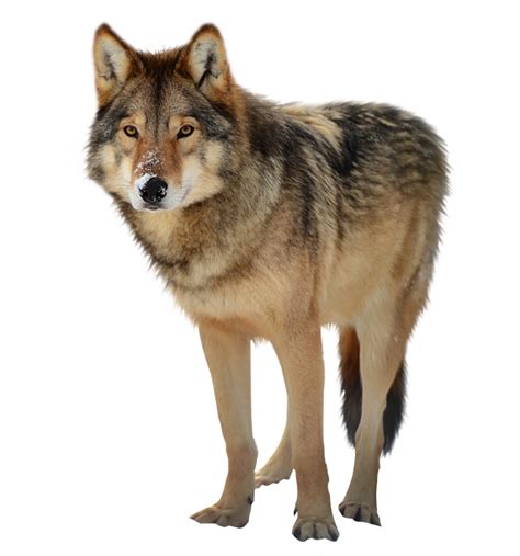 Download Wolf Png Clipart Hq Png Image Free