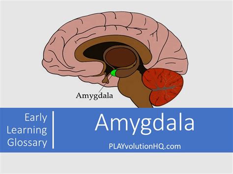 25 Best Memes About Amygdala Amygdala Memes