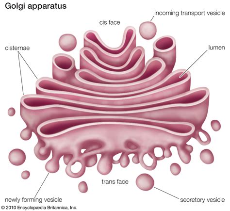 For example, take the golgi complex, it has been designed in such a way, to ensure a sufficient number of golgi bodies are present in the cell as per the requirement. BIOLOGY AND BIOTECHNOLOGY: tháng tám 2013
