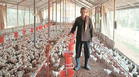 Coronavirus Hit By Misinformation Maharashtra Poultry Industry Seeks