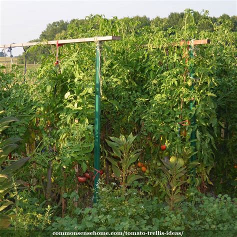 If you grow indeterminate tomatoes, these tomato trellis designs and ideas will make you head on out to the hardware store and get to building! 5+ Terrific Tomato Trellis Ideas for Easy Harvesting