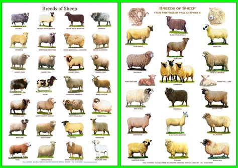 A4 Laminated Postersbreeds Of Sheep 2 Different Posters