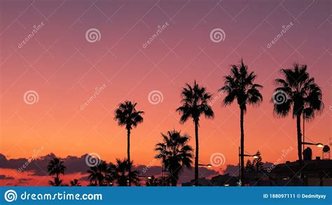 Silhouettes Of Palm Trees At Orange And Violet Sunset Sky Background