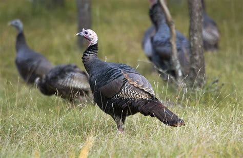 Teamwork Grants Boost Wildlife Conservation Efforts Across Michigan