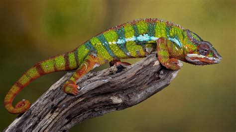 Colorful Chameleon Is Standing On Tree Branch In Blur Green Background