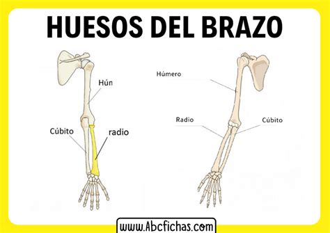 Anatomia De Los Huesos Del Brazo Abc Fichas