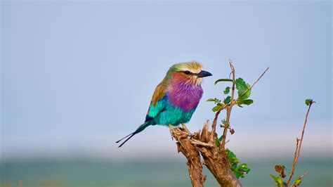 Small Colorful Bird 4k Photo Hd Wallpapers