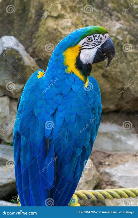 Giant Blue Macaw Parrot In The Park Stock Photo Image Of Natural