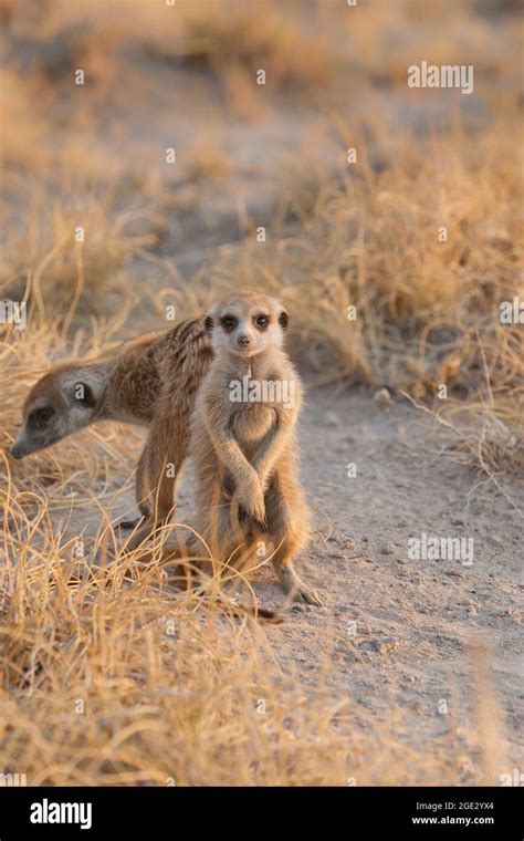 Kalahari And Makgadikgadi Hi Res Stock Photography And Images Alamy