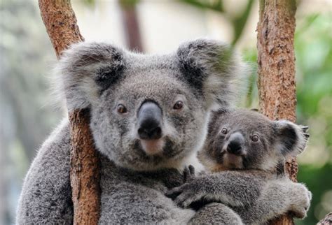 Koalas Australianos Cerca De Ser Una Especie En Peligro De Extinción