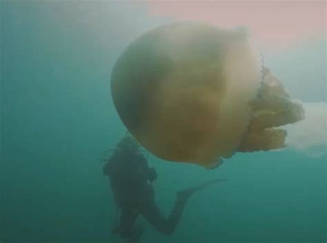 Watch Divers Discover Human Sized Jellyfish Off Falmouth Coast News24