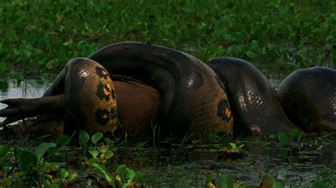 What Do Anacondas Eat Find The Surprising Truth About