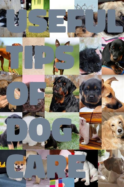 Tips On Dog Care That Will Help Dog Care Wrinkly Dog Pet Care Dogs