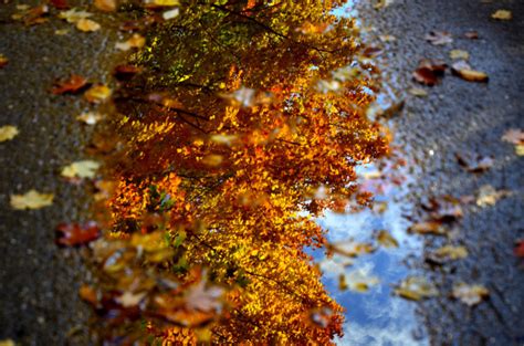 Foliage Autumn Water Pool Close Up Reflection Bokeh