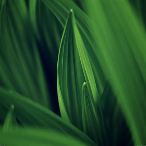 Android Wallpaper Md76 Leaf Nature Green