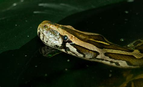 Burmese python • Fun Facts and Information for Kids