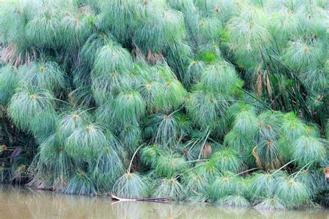 Papyrus Water Reed Free Stock Photo Public Domain Pictures