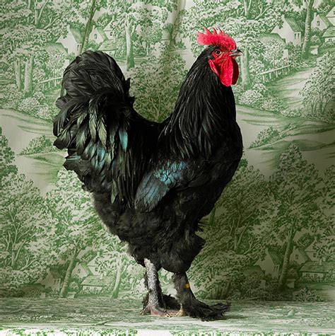 The Magnificent Chicken — Tamara Staples