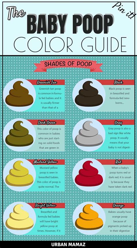 Poop Stool Color Changes Color Chart And Meaning Healthy Concept Stock