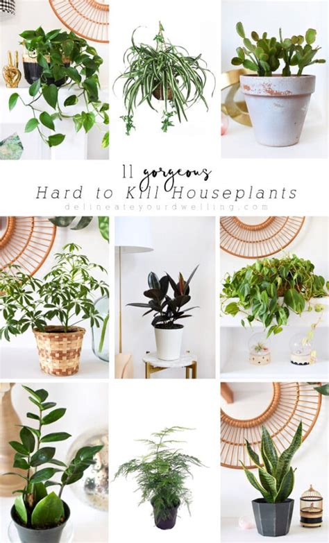 11 Hard To Kill Houseplants Delineate Your Dwelling