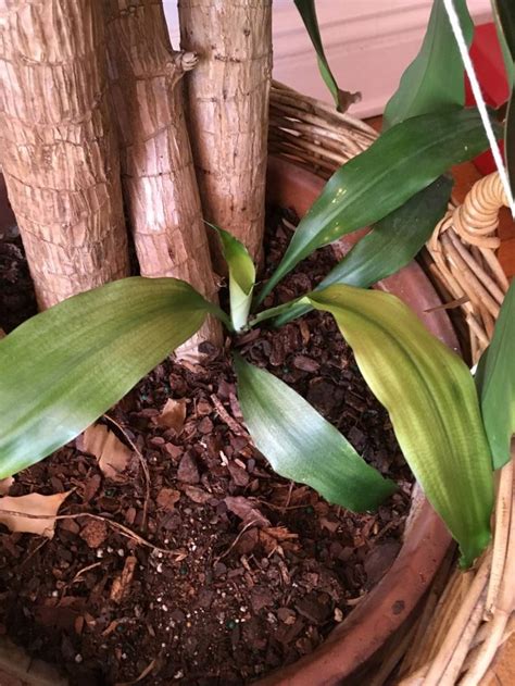 Why are my cucumbers yellow? Why Dracaena Leaves Turn Brown and Yellow | Houseplant 411 ...