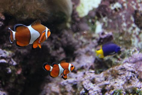 Awesome Beginner Fish for a Saltwater Aquarium