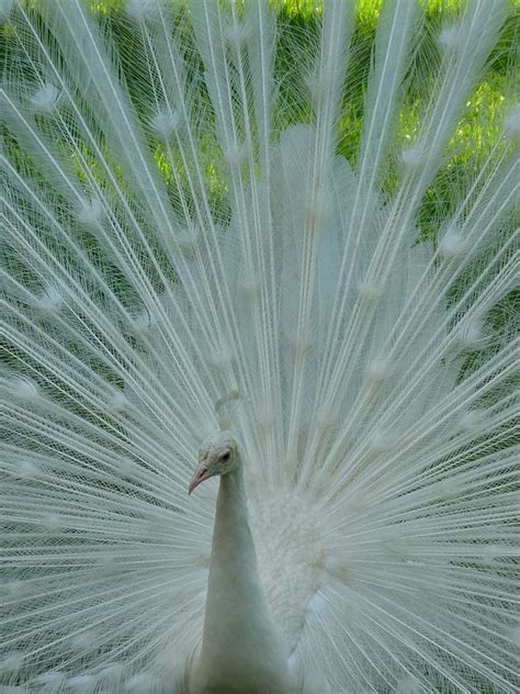 White Peacock Photograph By Phil King Fine Art America
