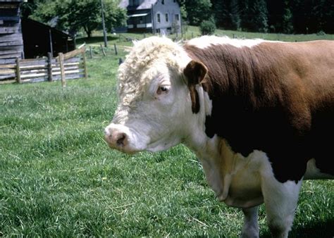 Brahman cattle may vary in color depending on the goals of the cattlemen who breed them, but their genetic purity does not. Historical Facts About Braford Cattle | Animals - mom.me