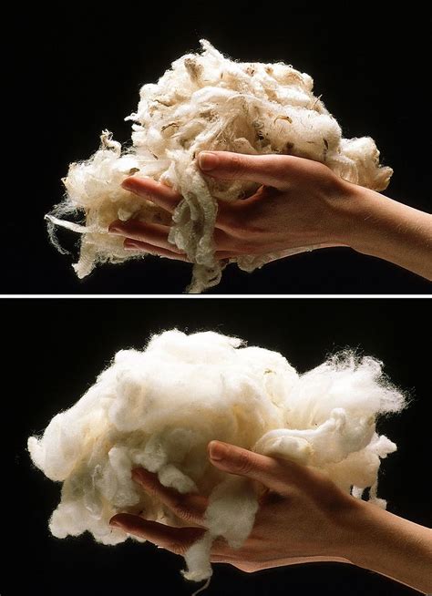 As many types of wool as there are sheep and there can be quite a bit of difference even between sheep who are. Difference Between Fleece and Wool - Pediaa.Com