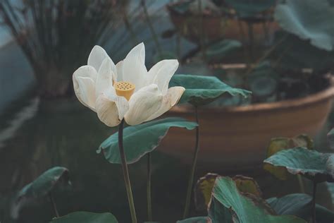Wallpaper Lotus Flower White Bud Petals Bloom Hd Widescreen