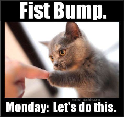 The 30 monday memes make your morning more fascinating. Pin on Suddenly...CATS